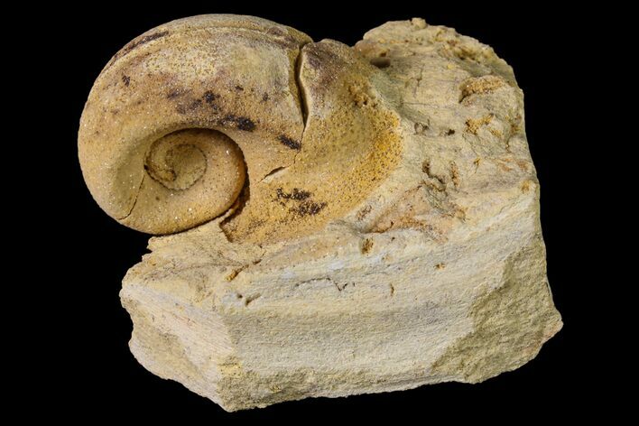 Ordovician Gastropod (Salpingostoma) Fossil - Wisconsin #162964